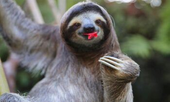 cucciolo di bradipo