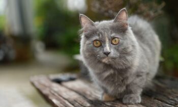 munchkin gatto