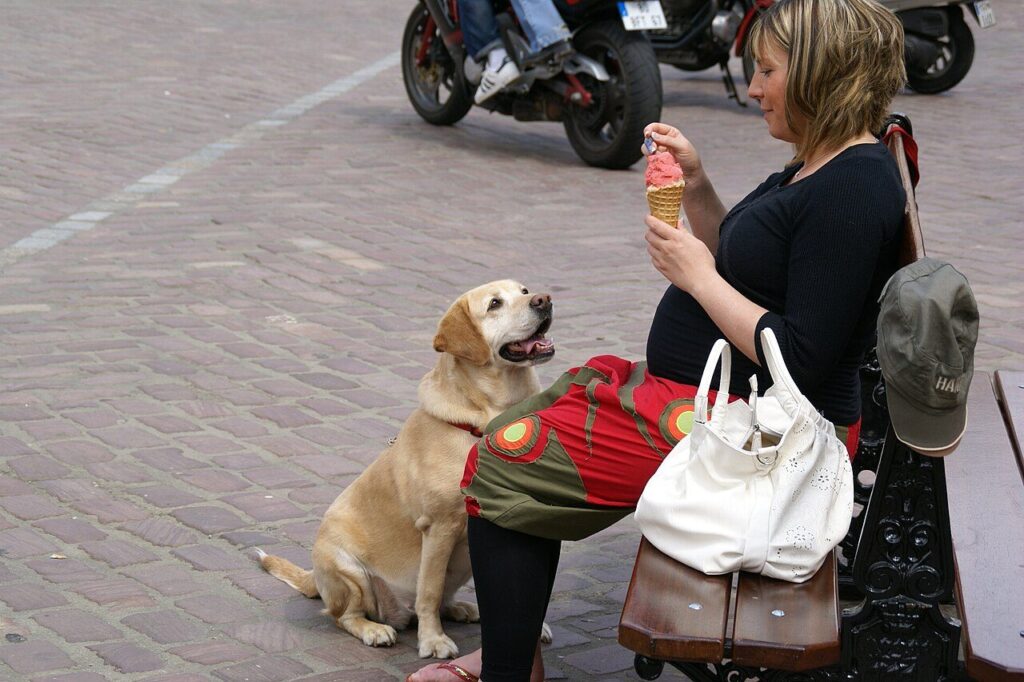 Cane seduto che guarda una donna mangiare un gelato