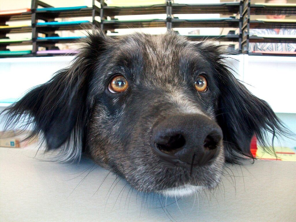 Cane che guarda il proprietario in attesa di un boccone