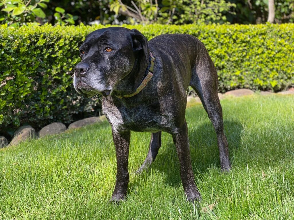 Cane Corso in giardino