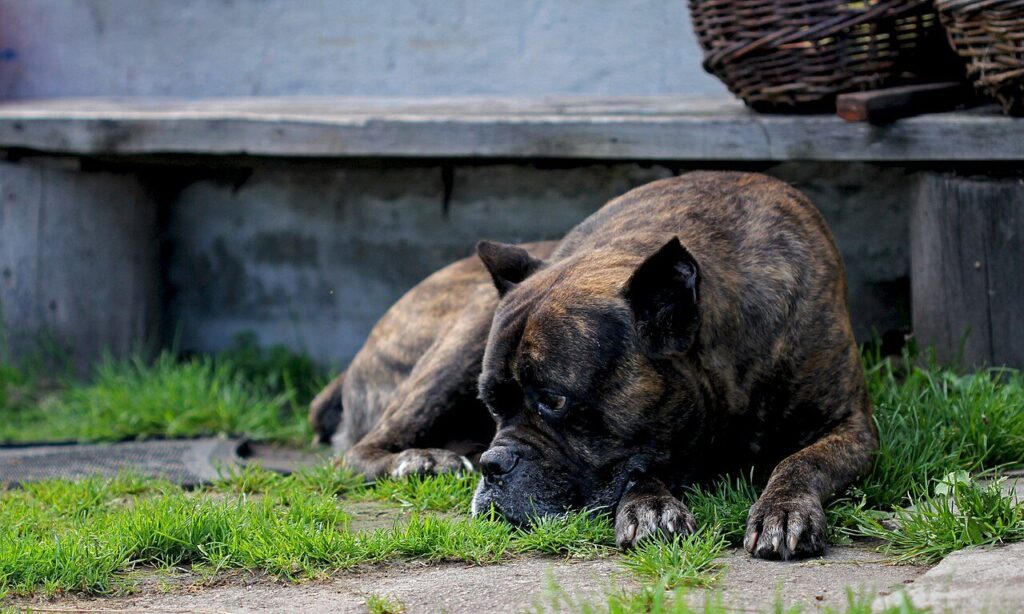 Cane Corso tigrato rosso sdraiato sull'erba