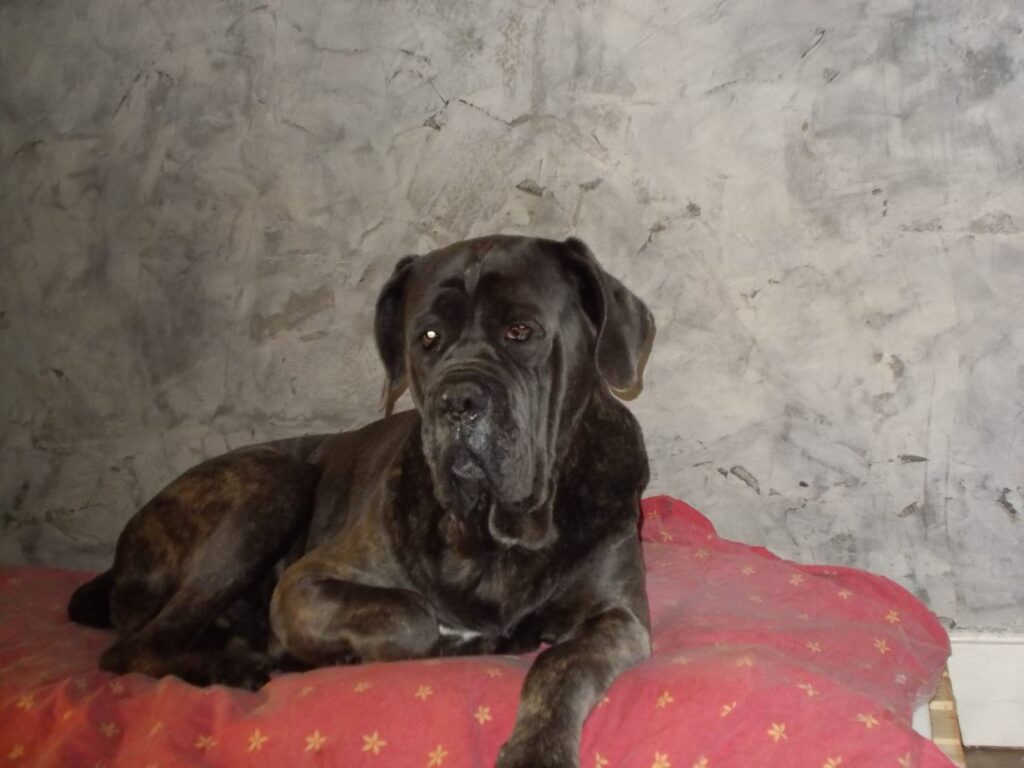 Cane Corso tigrato sdraiato su un cuscino