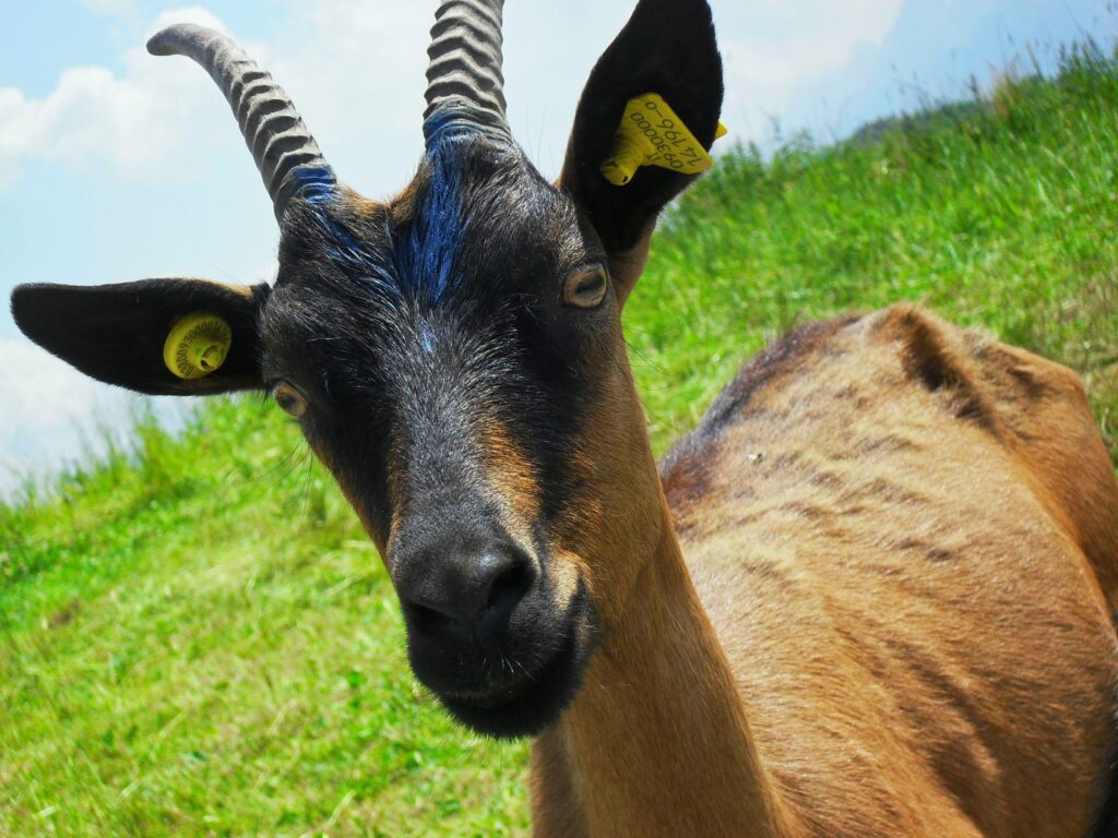 Capra con le marche auricolari
