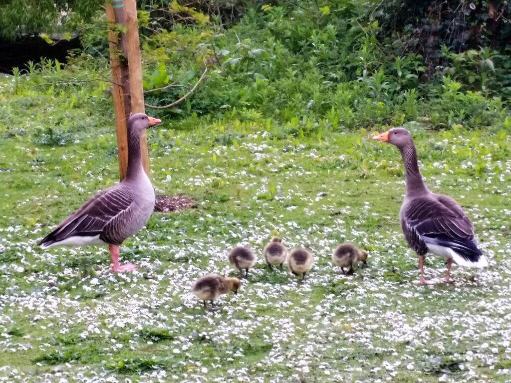 Coppia di oche con i piccoli su un prato