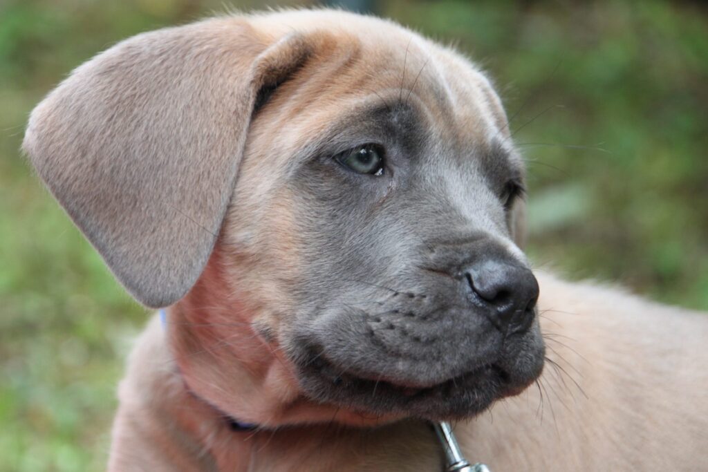 Cucciolo di Cane Corso con le orecchie naturali