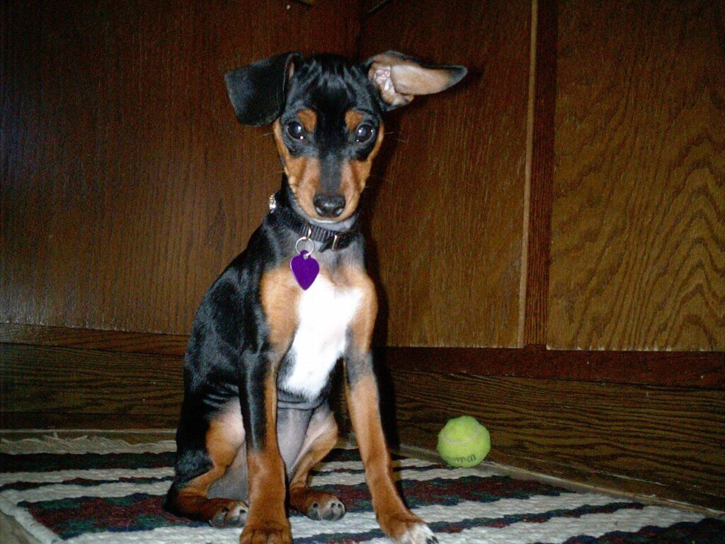 Cucciolo di Pinscher nano di quattro mesi seduto in casa