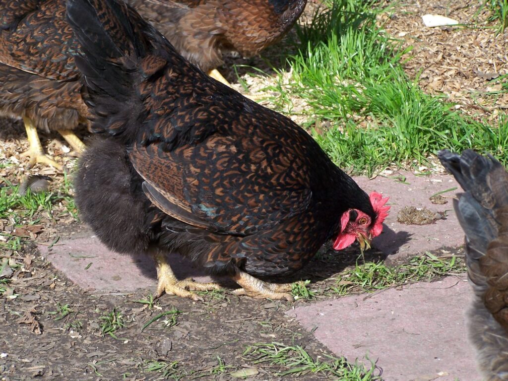 Gallina Barnevelder che becca erba fresca