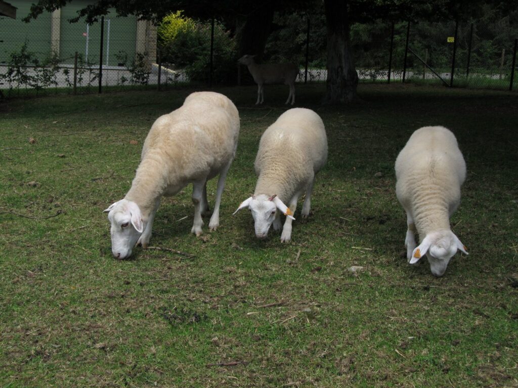 Pecore al pascolo su un prato