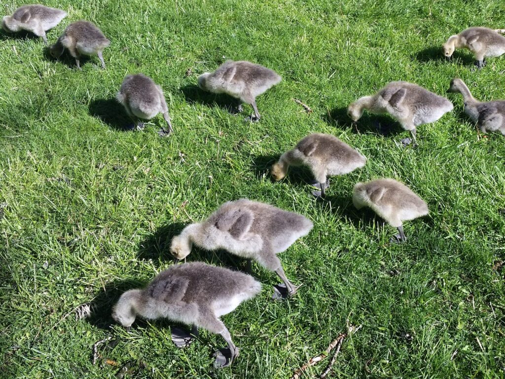 Piccoli di oca sul prato