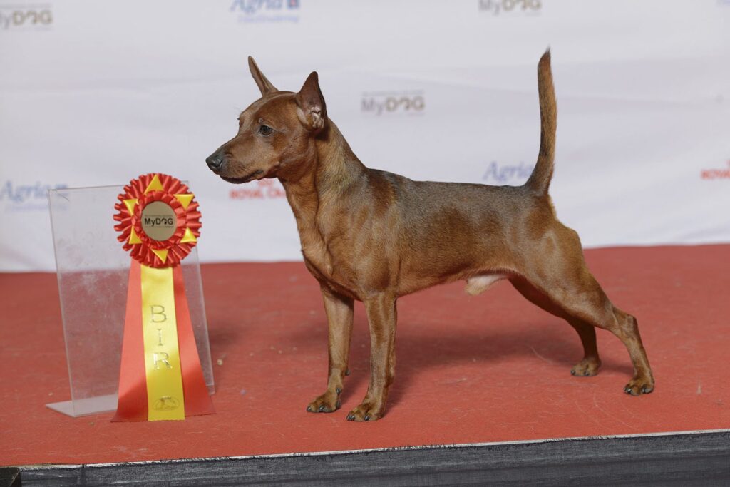 Pinscher nano rosso in esposizione