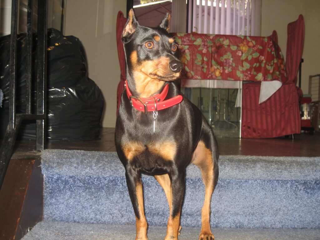 Pinscher nano nero focato con le orecchie naturali
