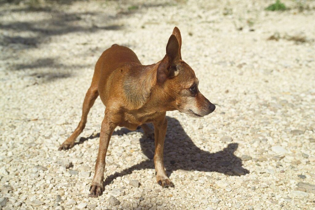Pinscher nano rosso in piedi su un terreno sabbioso