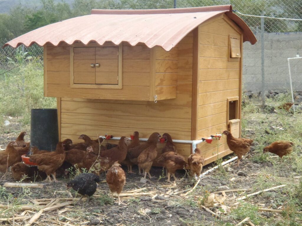 Pollaio in legno rialzato con galline ovaiole intorno