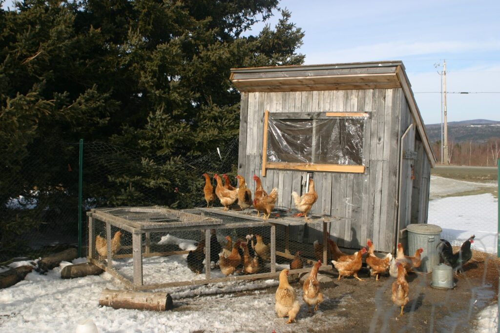 Ricovero in legno con il recinto delle galline