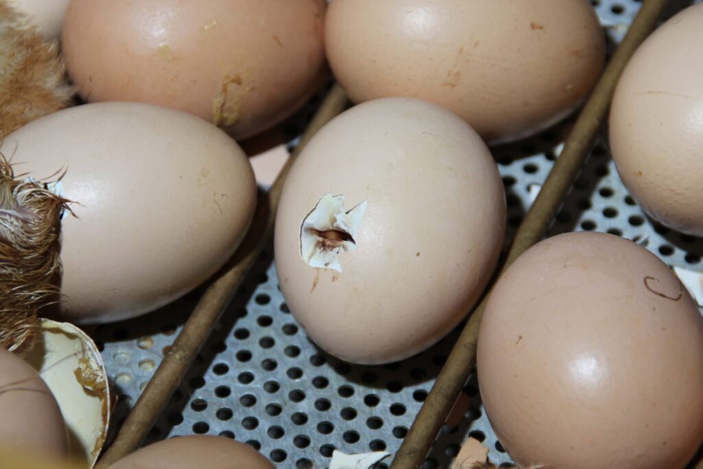 Uova nell'incubatrice con il guscio appena forato dal pulcino